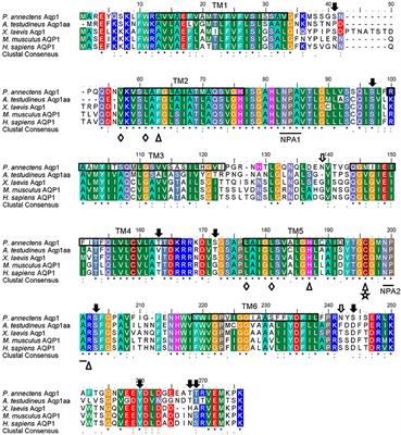 Molecular Characterization of Aquaporin 1 and Aquaporin 3 from the Gills of the African Lungfish, Protopterus annectens, and Changes in Their Branchial mRNA Expression Levels and Protein Abundance during Three Phases of Aestivation